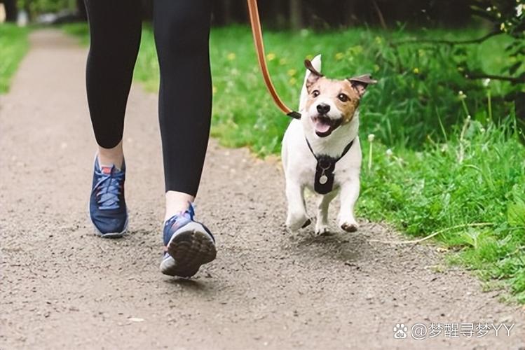成年狗会得犬瘟和细小吗