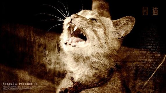 梦中的猫儿三部曲
