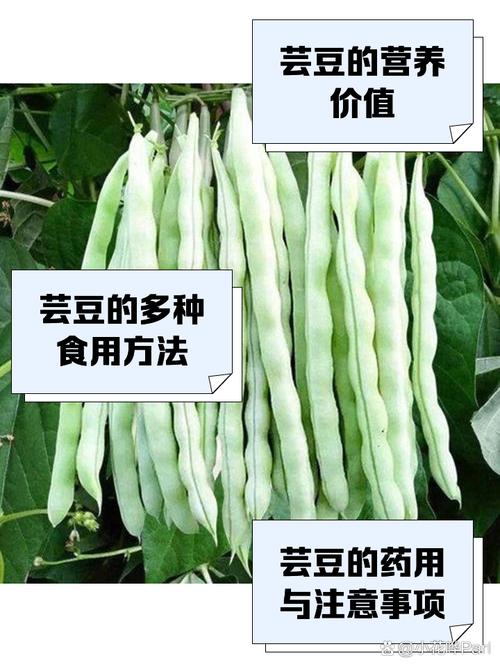 芸豆是米豆吗