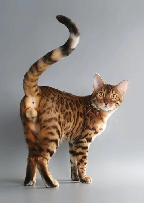 野猫的寿命