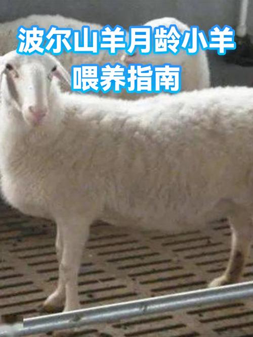 波尔山羊的优缺点缩略图