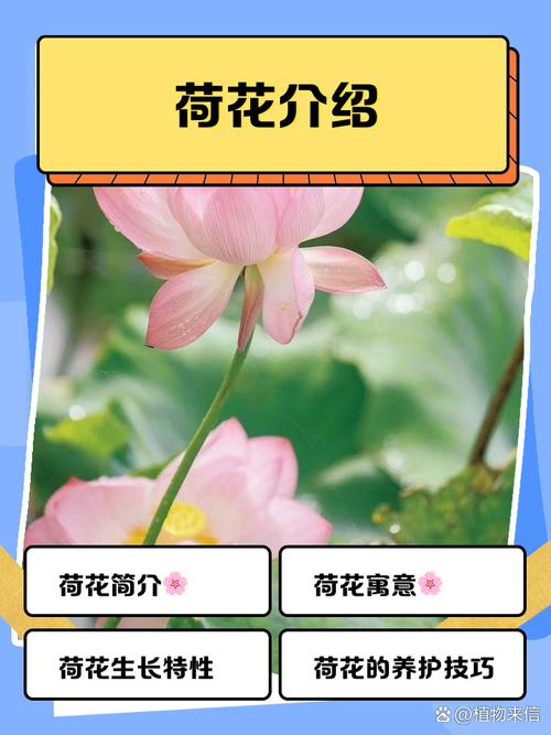 荷花m3u8的最新版本更新内容