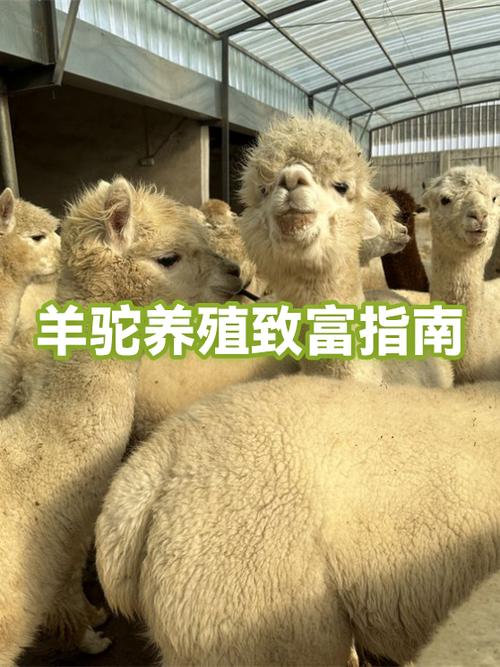 养只羊驼要多少钱一只截图