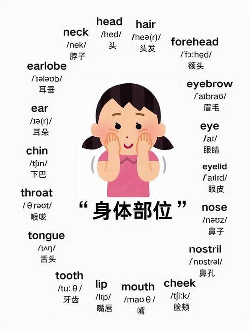 20个身体部位英语单词