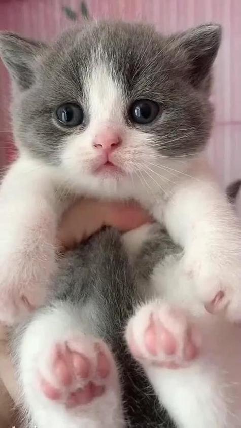 推荐一些好看的猫咪视频