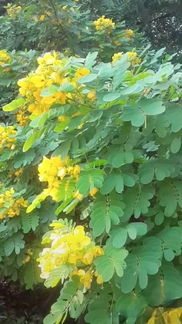 花儿在线观看全集高清免费观看