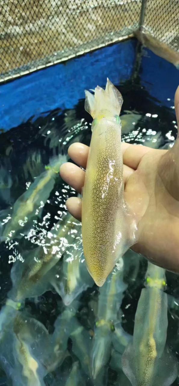 小鱿鱼图片大全