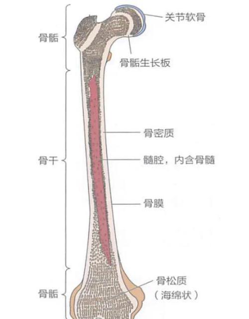 骨骼结构