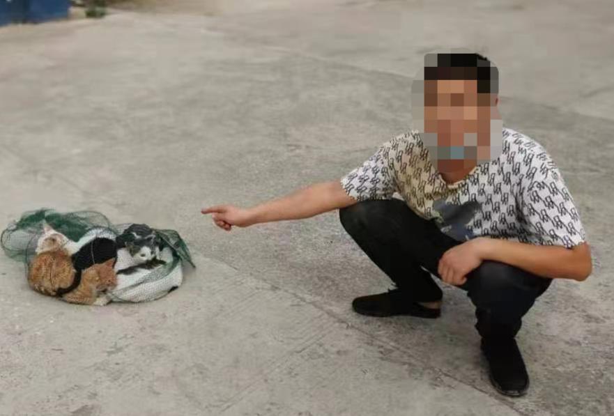 为什么有人偷猫