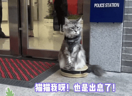 猫猫猫猫猫培训官