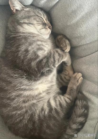 主人长时间不在家猫会想主人吗截图