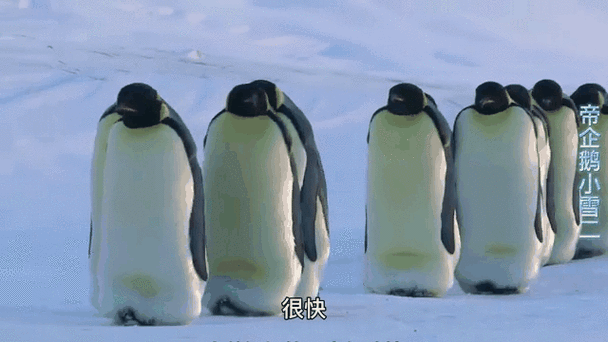 企鹅发抖表情暗示什么