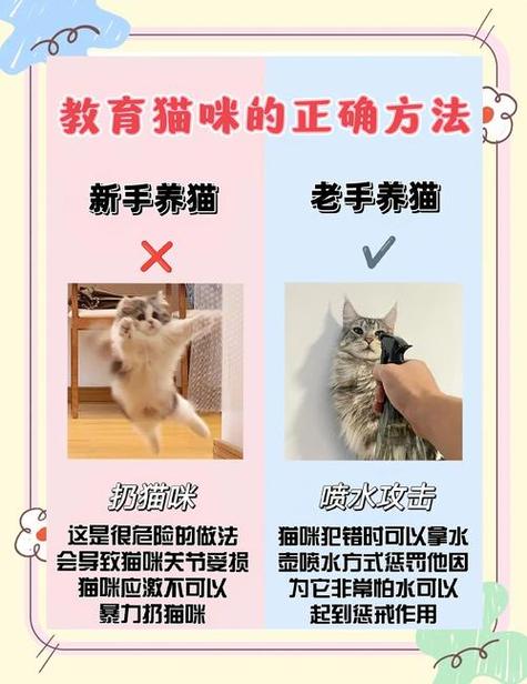 新手养猫十大禁忌