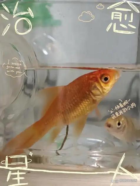 小金鱼代表什么意思