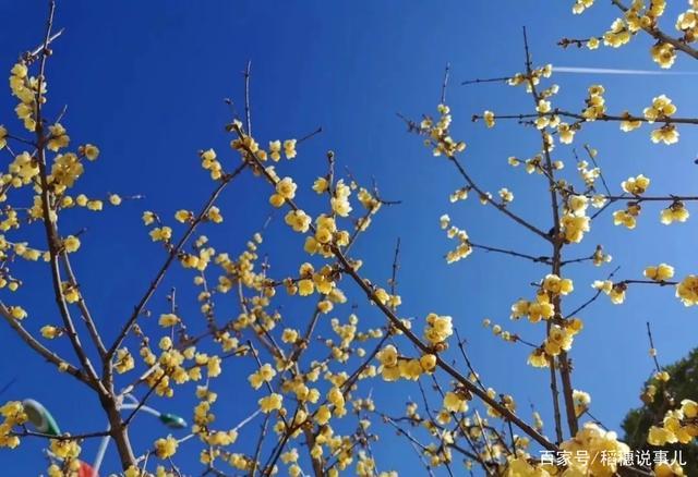 云上梅花