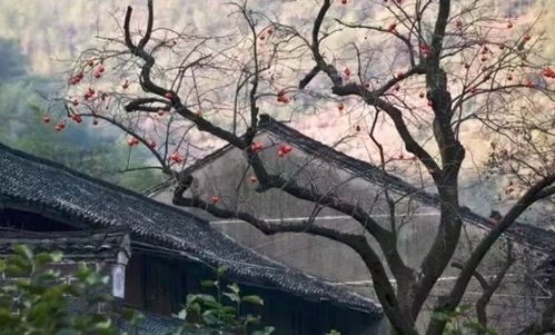 儿时的院子满满的回忆
