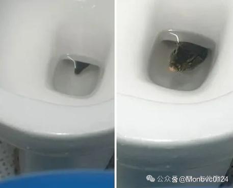 马桶突然有响声要警惕