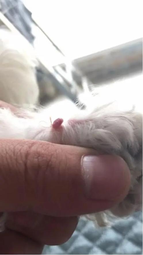 泰迪身上长肉瘤缩略图