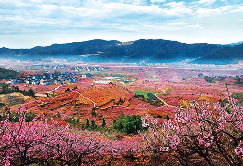 桃林乡村