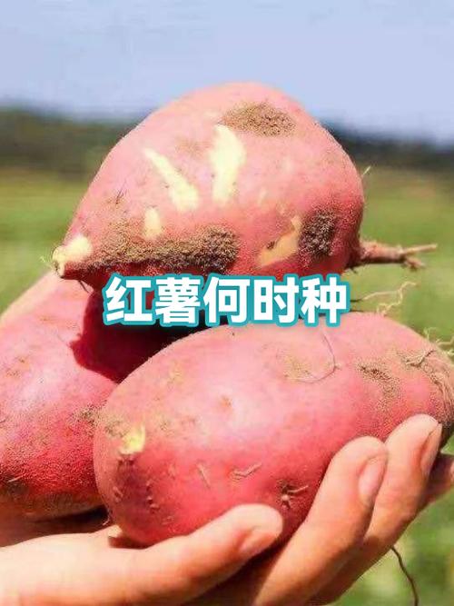 红薯分为哪几种