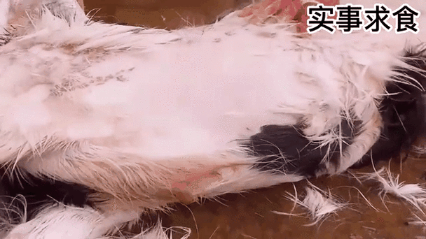 杀羊后烫羊毛的正确方法