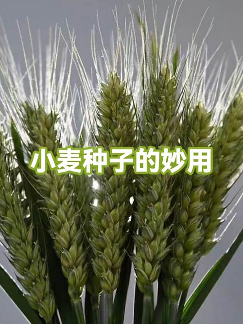 情侣空间小麦种子怎么获得