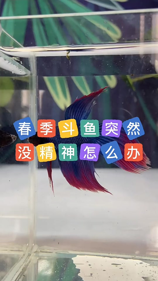 斗鱼趴缸最快恢复方法