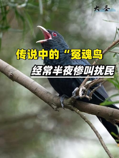 半夜听见鸟叫要警惕了