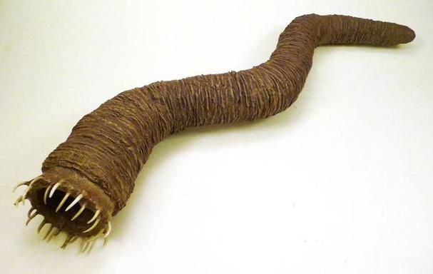 沙漠蠕虫