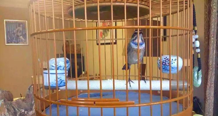 靛颏鸟玩家