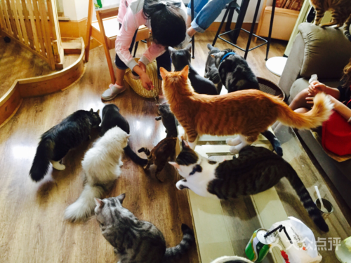 猫咪咖啡厅广告语缩略图