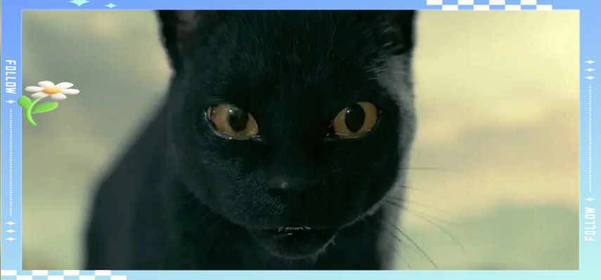 猫御天和猫风栖对猫七夜好吗?