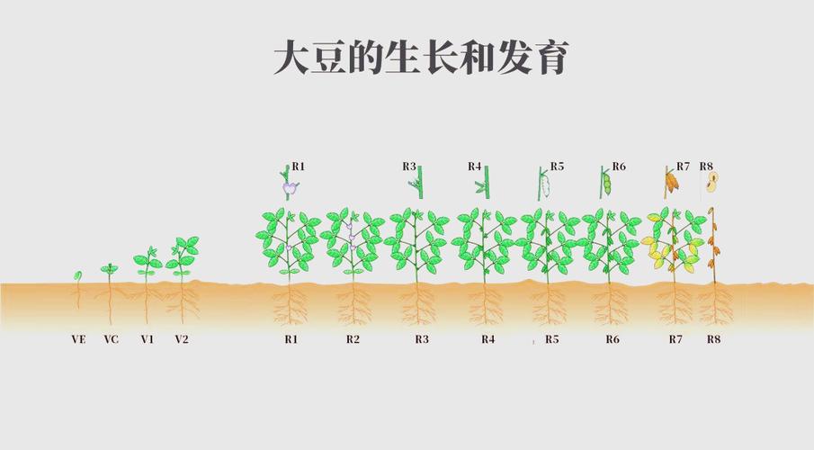 大豆生长过程视频