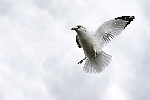 海鸥是白色还是灰色游戏截图