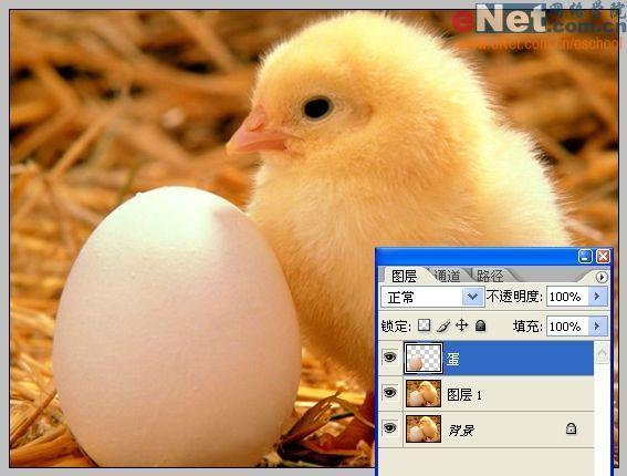 合成动物中的蛋怎么用图标