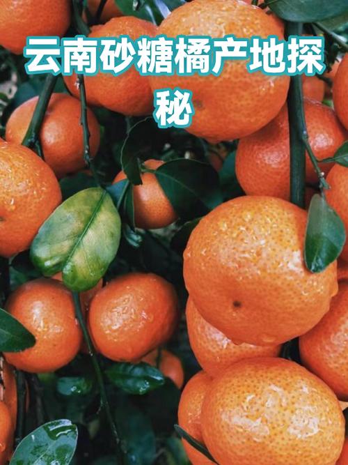 橘子产地