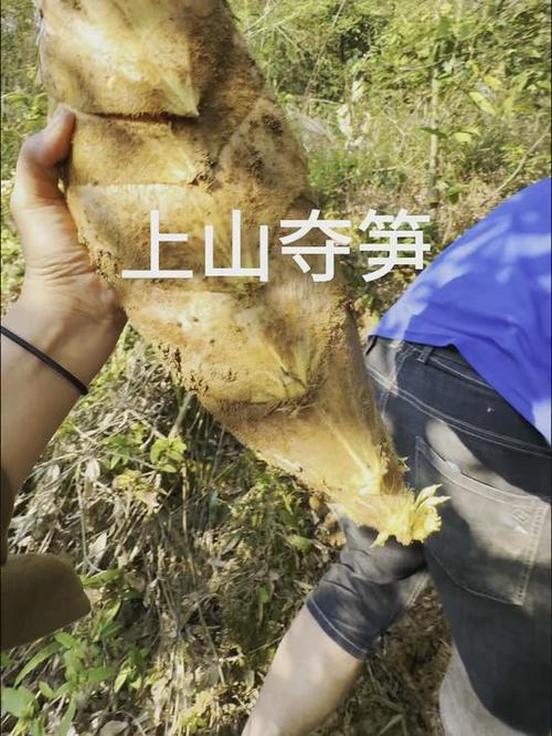 上山夺笋