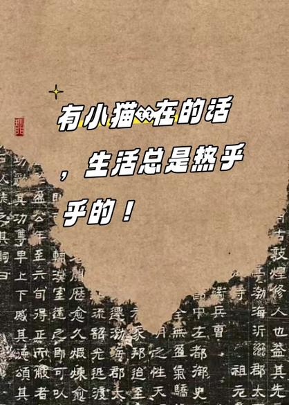 猫咪公寓房客满意度