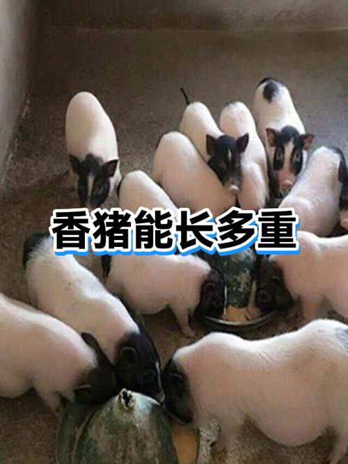 香猪最大能养多少斤