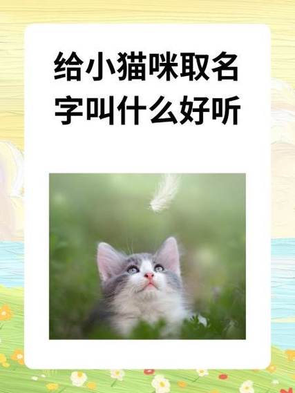 与猫有关的昵称 女孩