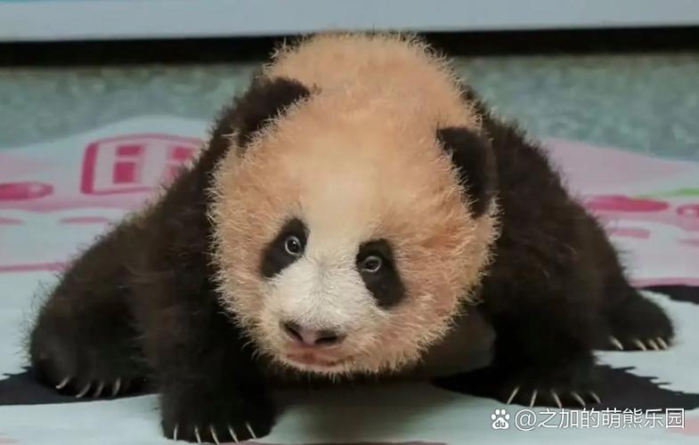 大熊猫最火网红排名游戏截图