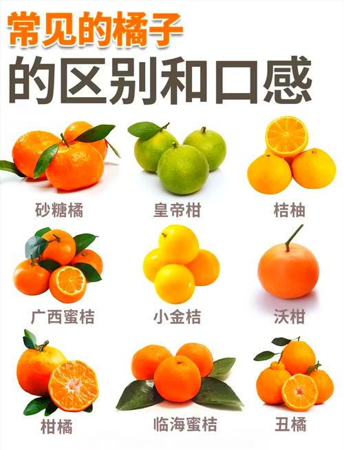 全桔和寿星桔区别
