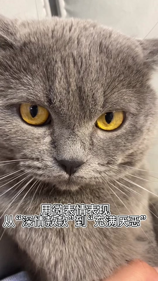 抖音小猫白眼