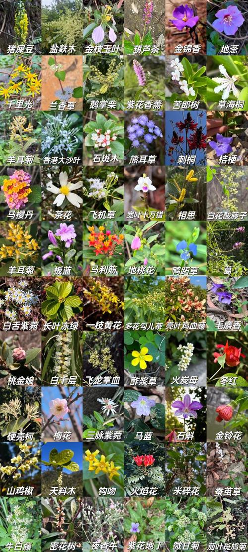 中国四大村花小芳小薇