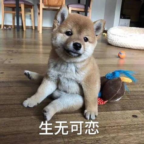 我感觉有点生无可恋