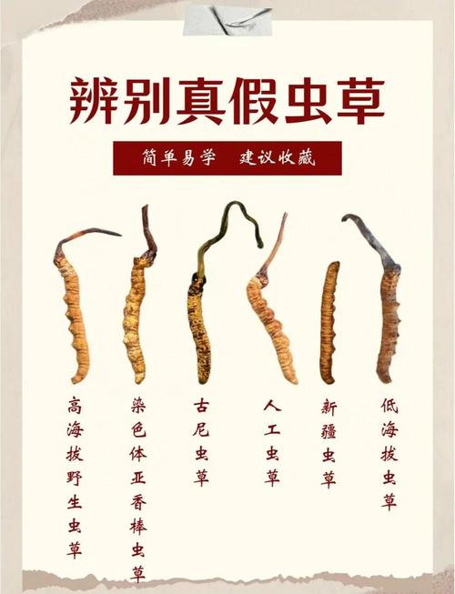 小草客户端哪个是真的