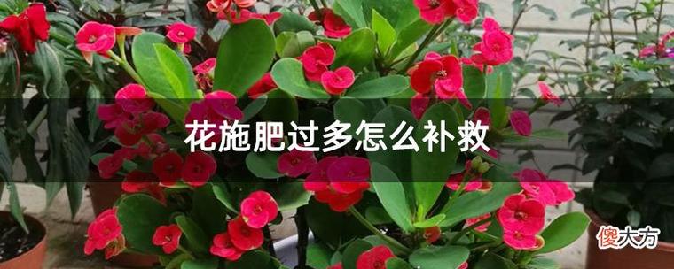 花施肥多了怎么补救