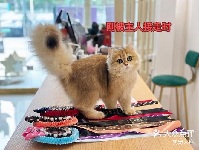 猫咪成长记什么猫最难合成缩略图
