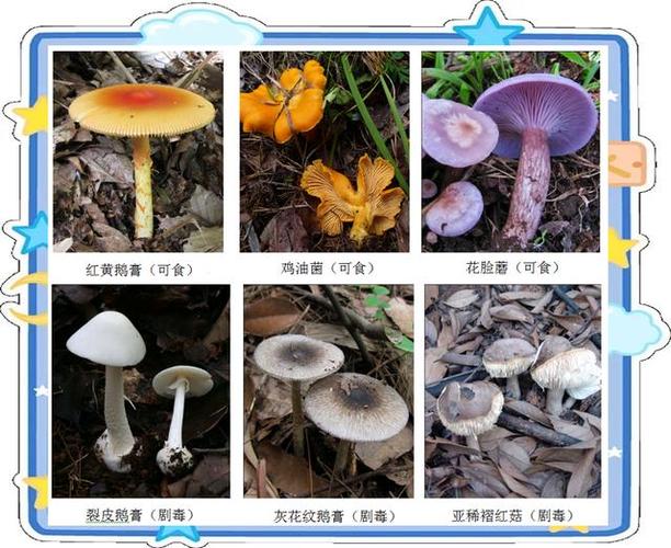 白杆杆红伞伞中毒会死吗