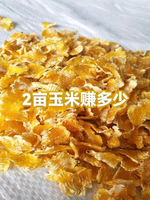 玉米网转发文章赚钱是真的吗